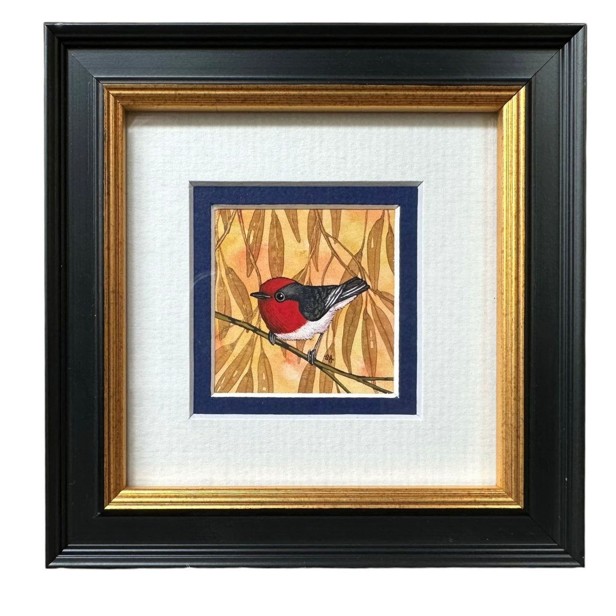 Red Capped Robin, Spring 2026