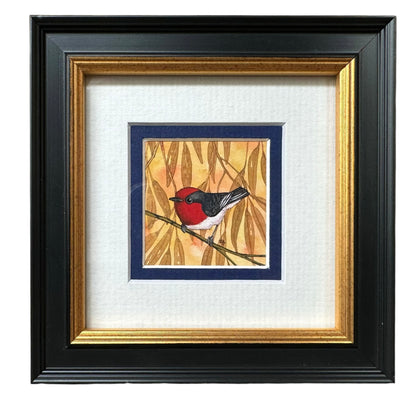 Red Capped Robin, Spring 2026