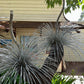 Grass Tree III