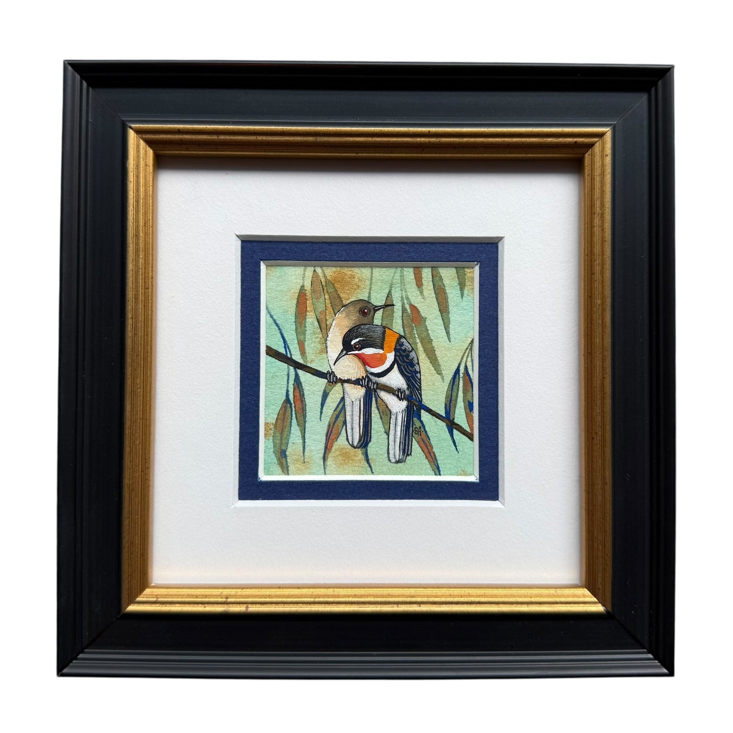 Western Spinebill II - Summer 2025