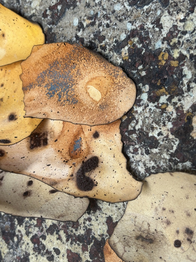 What Grows After | O que cresce depois - Confluence Exhibition