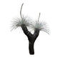 Grass Tree VIII