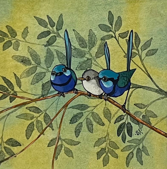 Splendid Fairy Wren - Summer 1