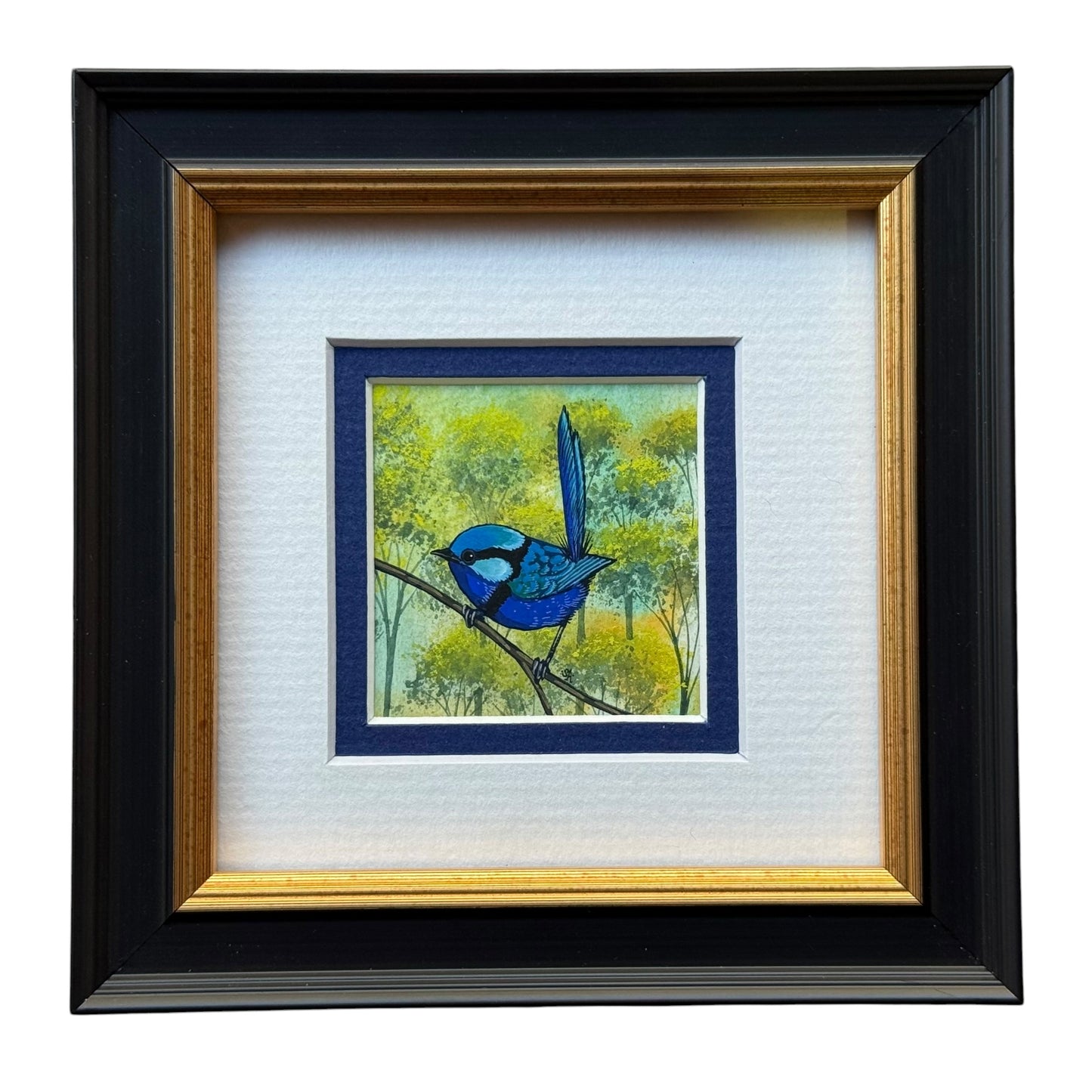 Splendid Fairy Wren - Navy Winter 2026