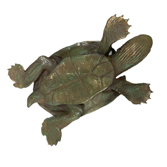 Western Swamp Turtle  - Exhibition Nov 2023