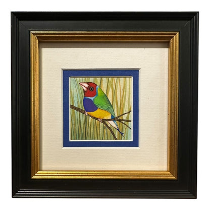 Gouldian Finch - Spring 2025