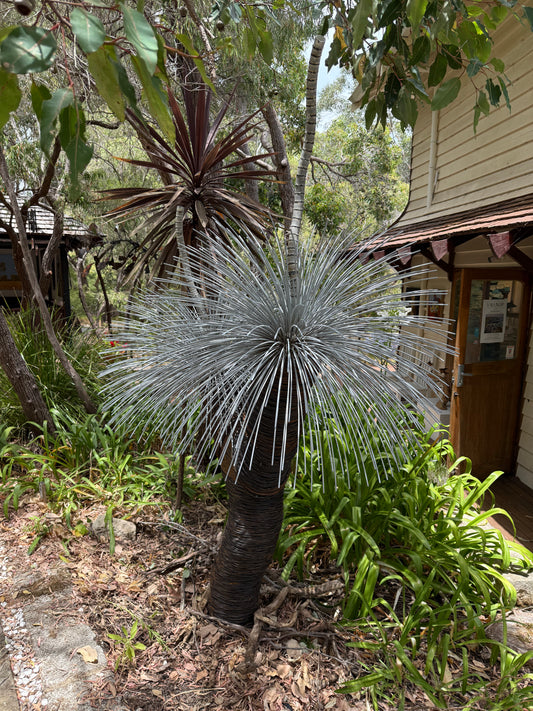 Grass Tree XIII