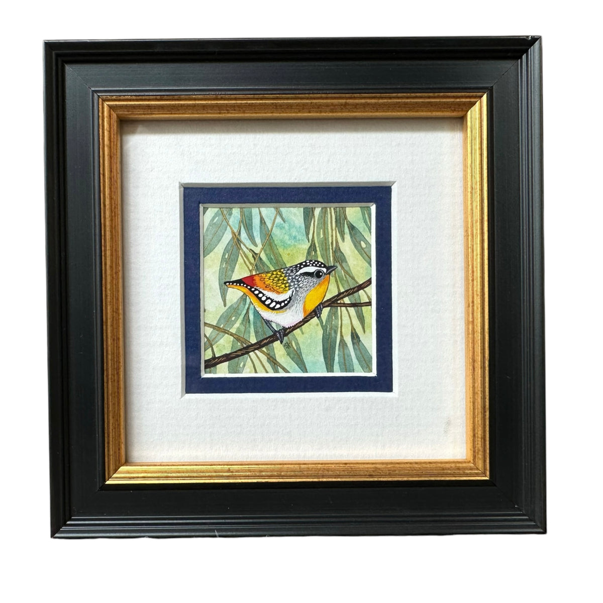 Spotted Pardalote, Spring 2026