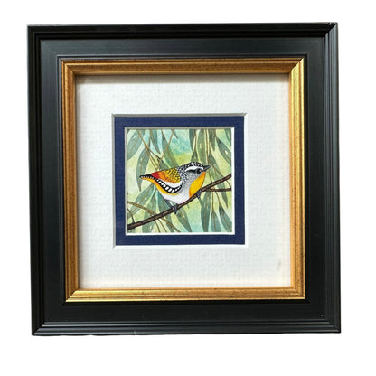 Spotted Pardalote, Spring 2026