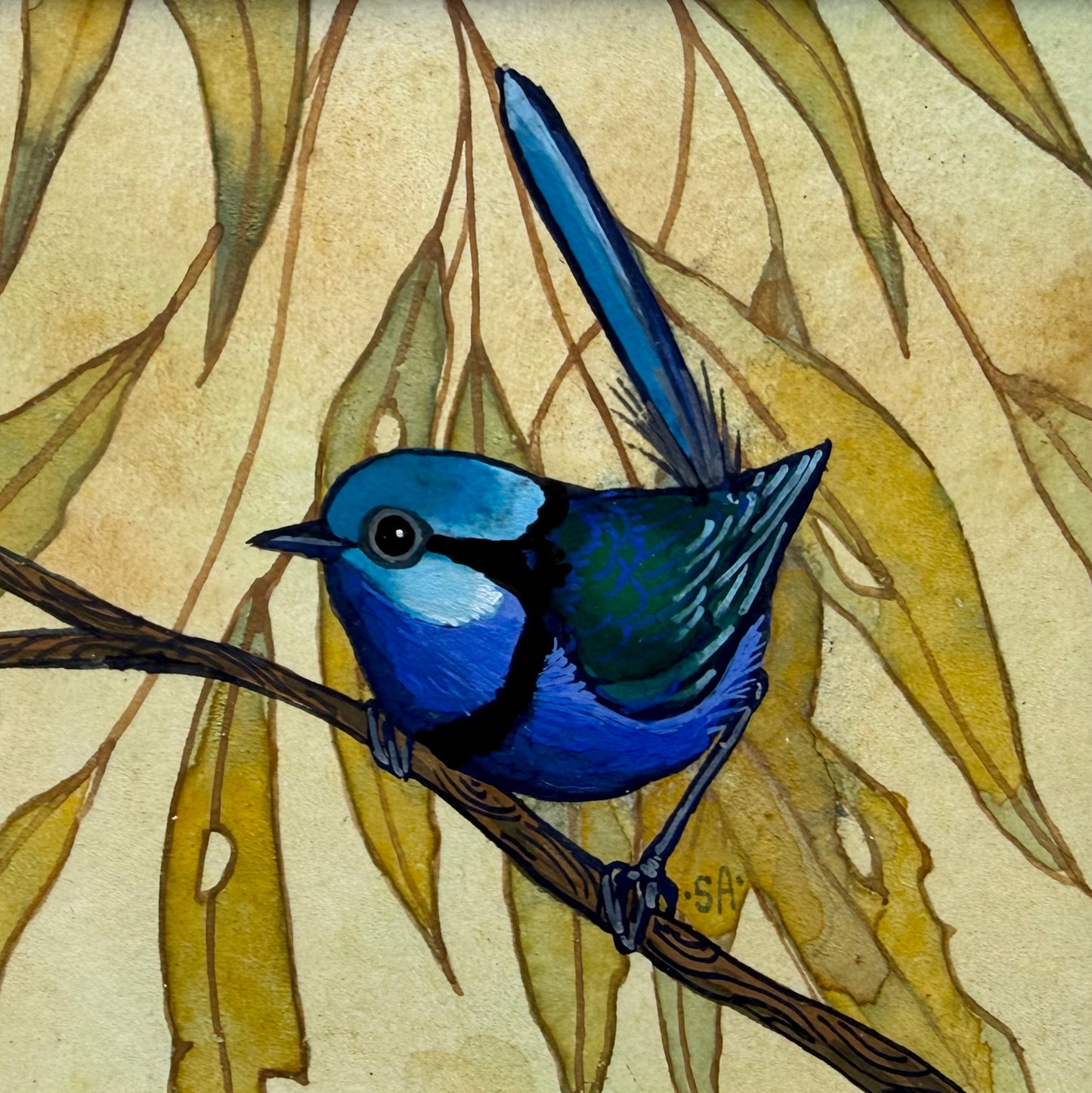 Splendid Fairy Wren Autumn 2026