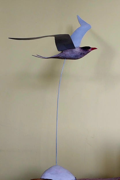 Arctic Tern Frequent Flyer