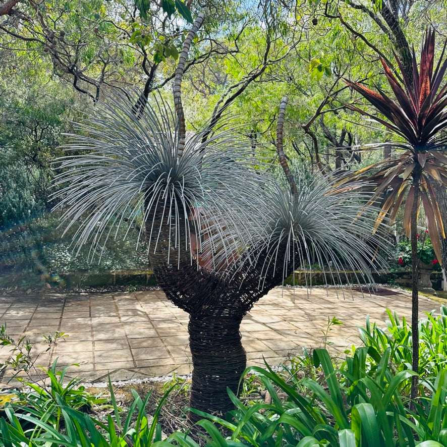 Grass Tree Sculpture II