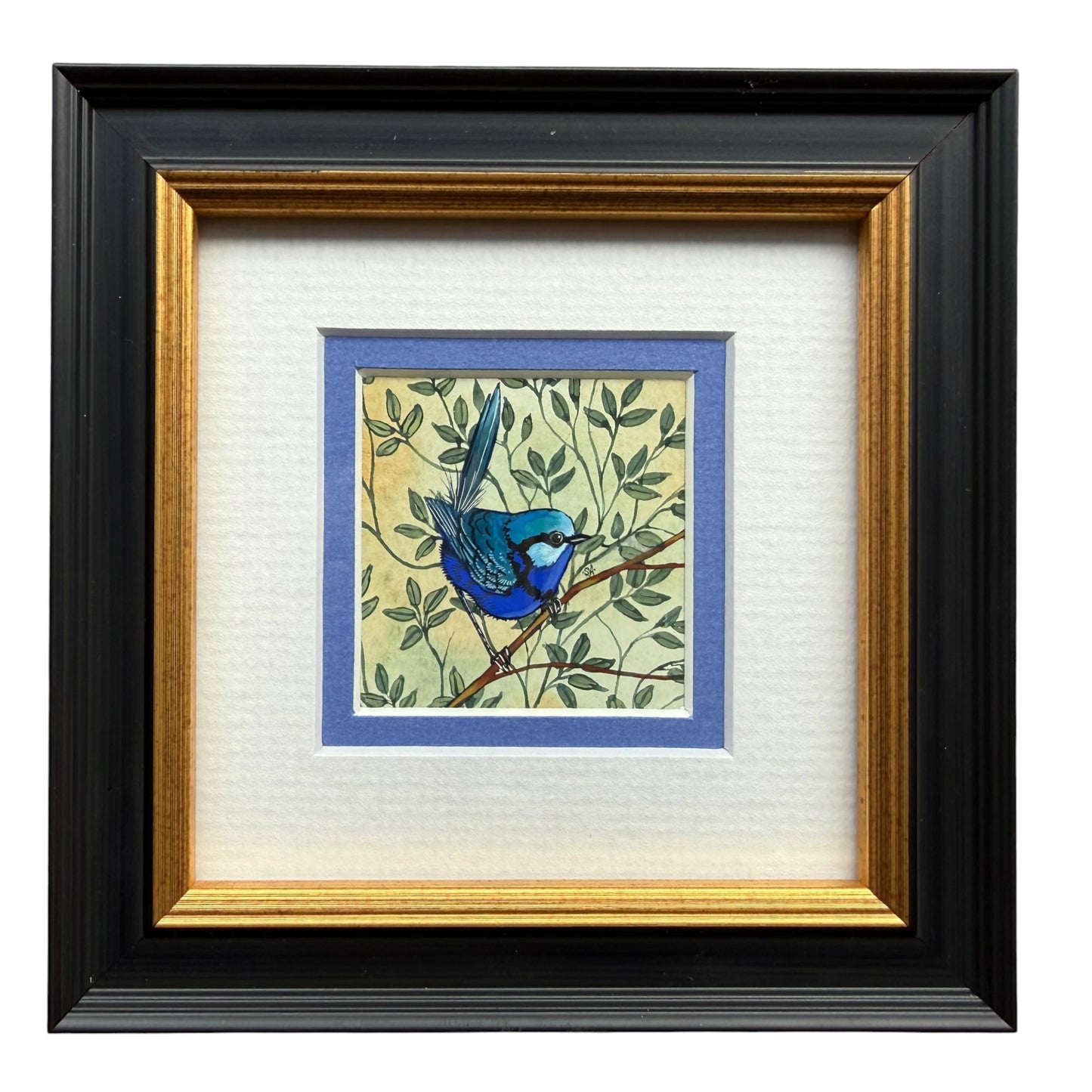 Splendid Fairy Wren - Blue, Spring 2026