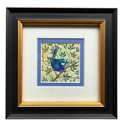 Splendid Fairy Wren - Blue, Spring 2026