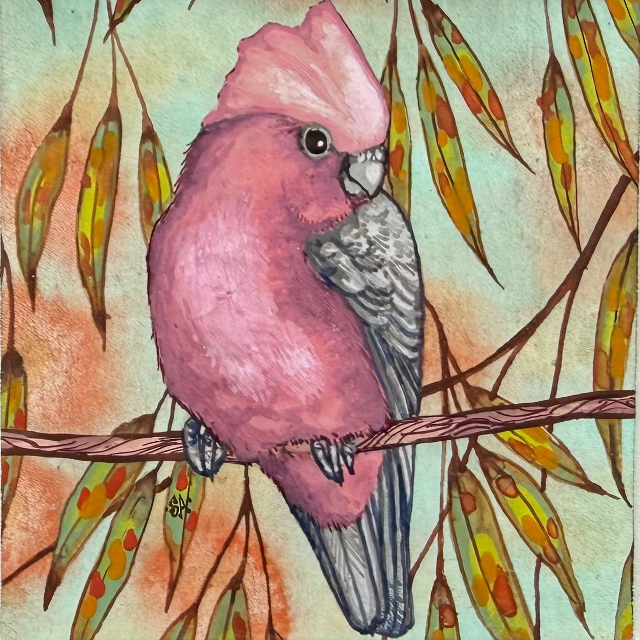Galah - Olive, Spring 2026