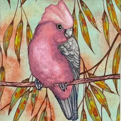 Galah - Olive, Spring 2026