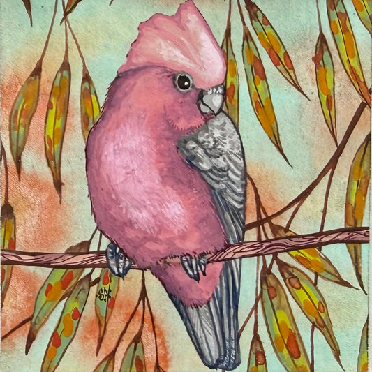 Galah - Olive, Spring 2026
