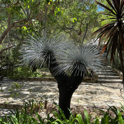 Grass Tree VIII