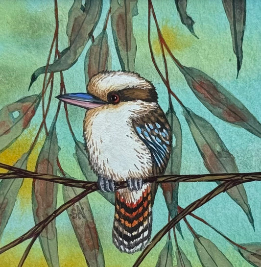 Kookaburra - Sky Blue 2026