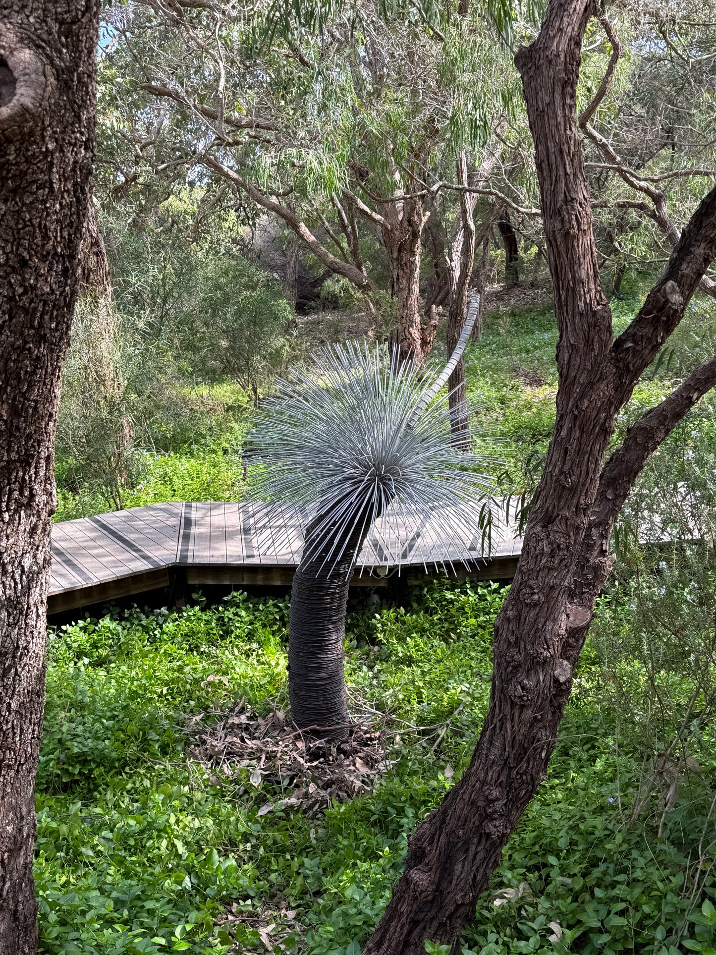 Grass Tree - Single Large