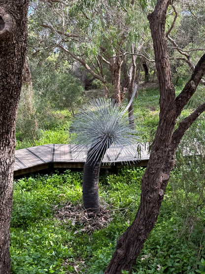Grass Tree - Single Large