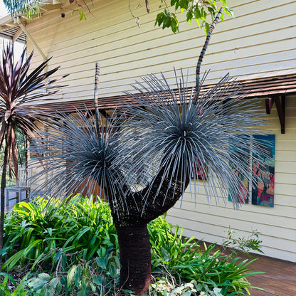Grass Tree Sculpture
