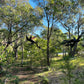 Scaly Mates - Many Fish in the Tree