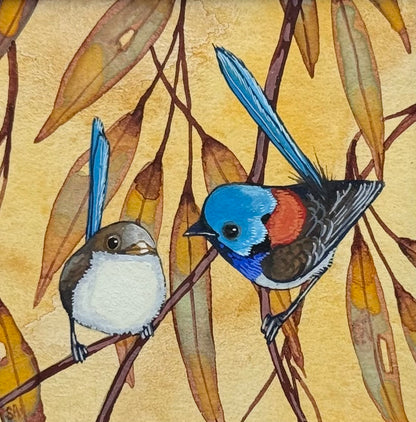 Variegated Fairy Wren Duo - Burgandy Winter 2026