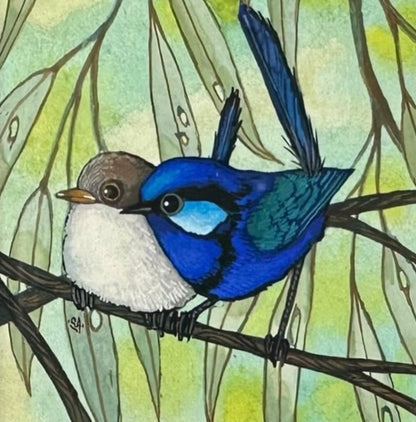 2 Splendid Fairy Wren - Left Facing, Spring 2026