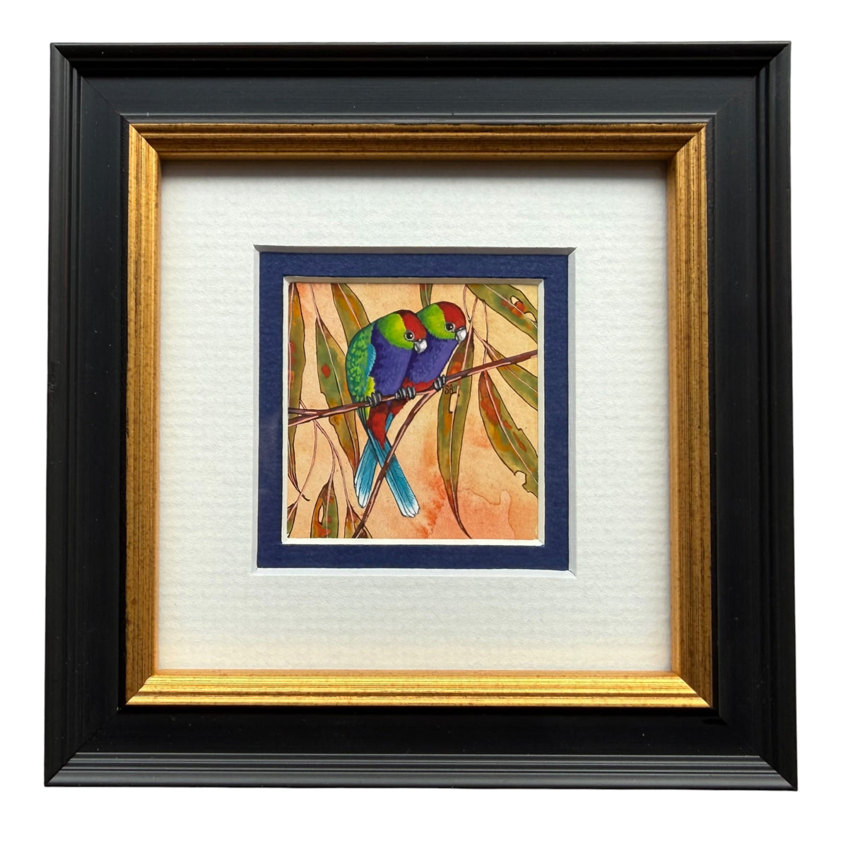 Red Capped Parrot Duo - Navy, Spring 2026