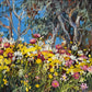 Kings Park Springtime