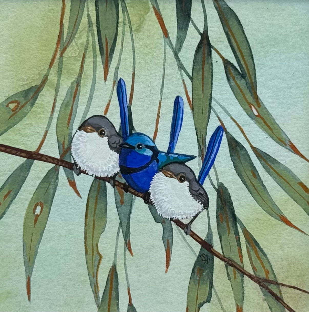 Splendid Fairy Wren II Trio 2026