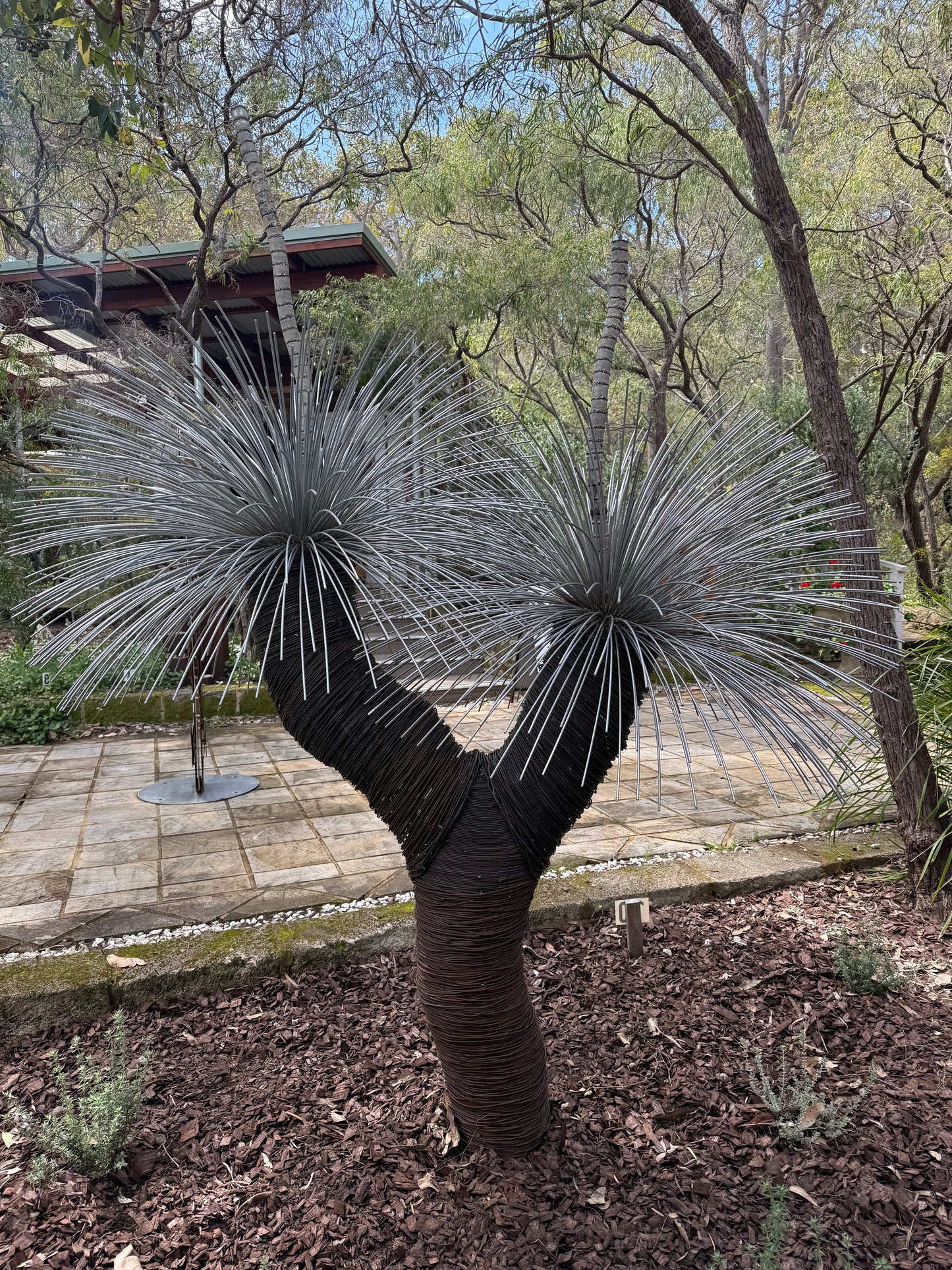 Grass Tree XIX