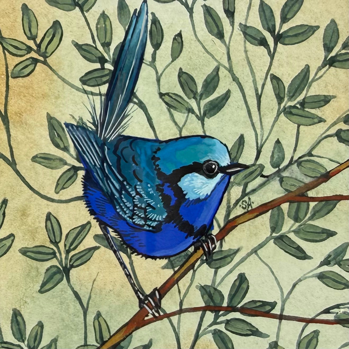 Splendid Fairy Wren - Blue, Spring 2026