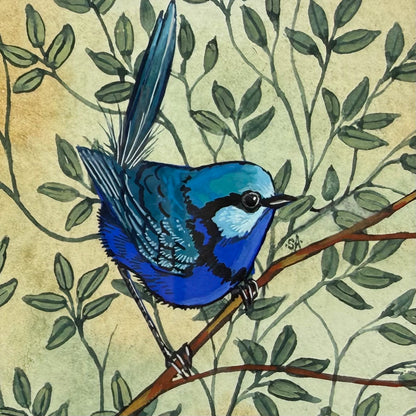 Splendid Fairy Wren - Blue, Spring 2026