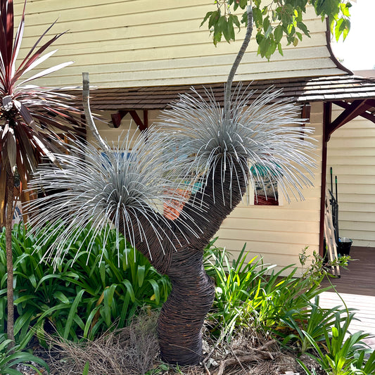 Grass Tree III