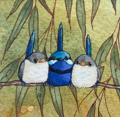 Splendid Fairy Wren Trio - Light Blue 2026