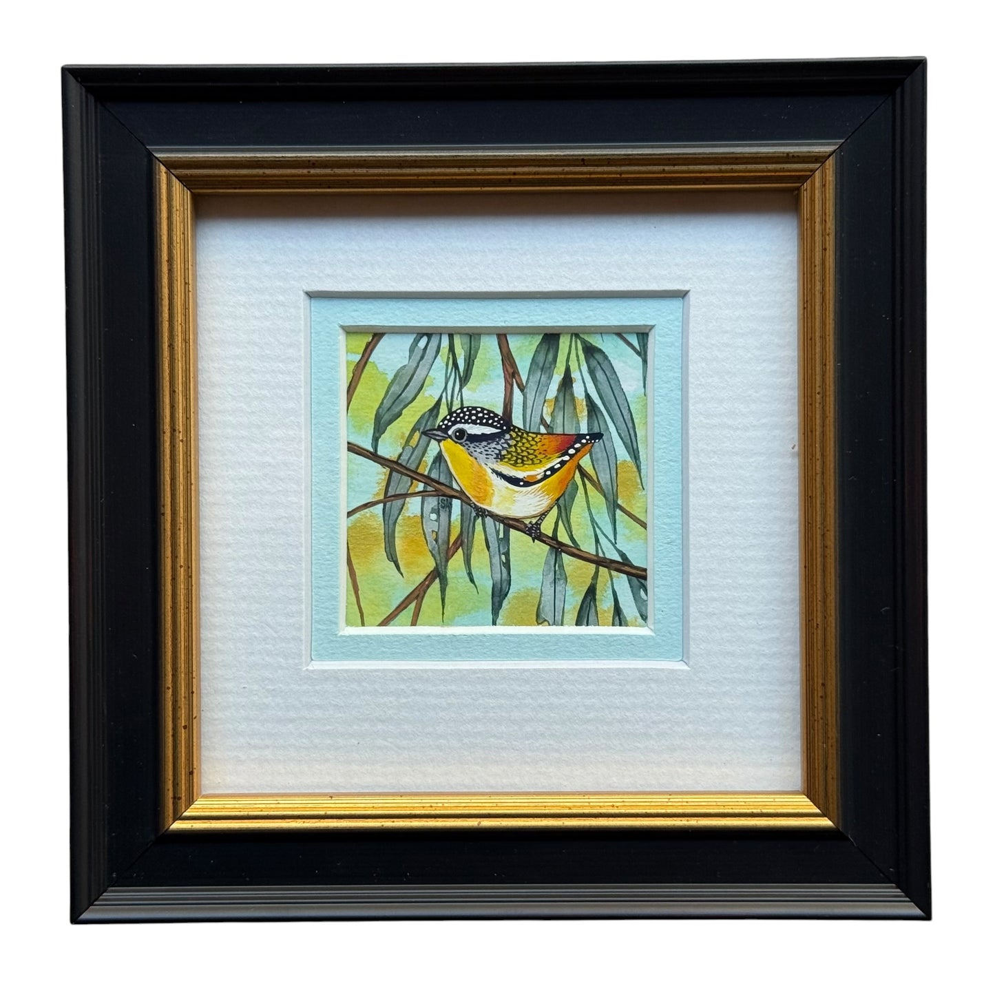 Spotted Pardalote - Sky Blue 2026