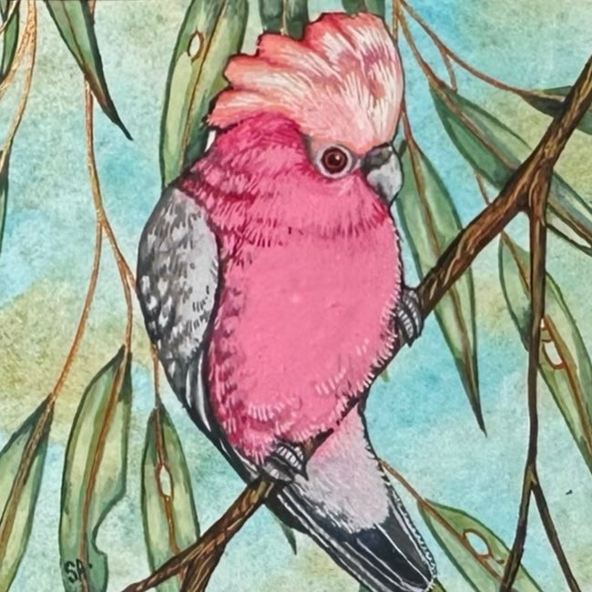 1 Galah, Spring 2026