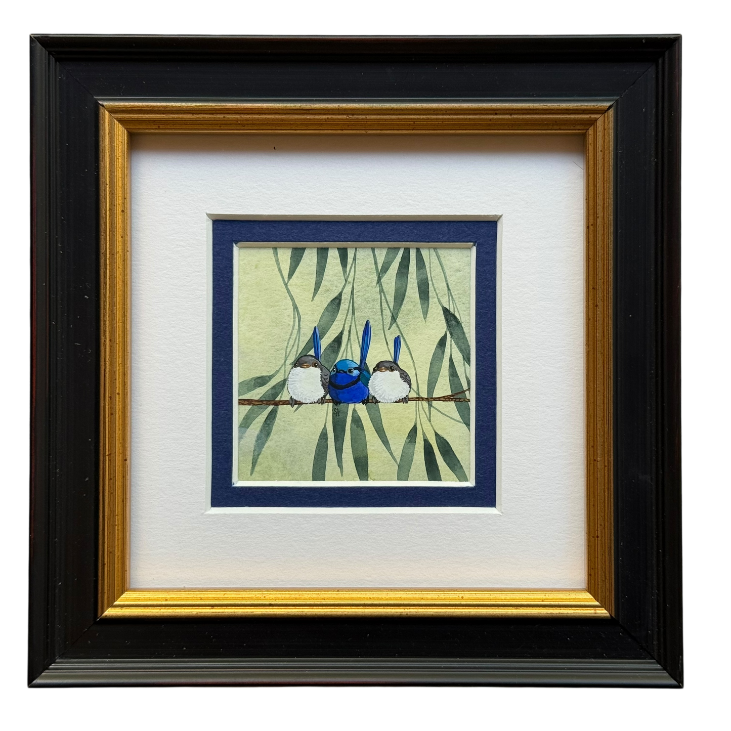 Splendid Fairy Wren Trio 2026