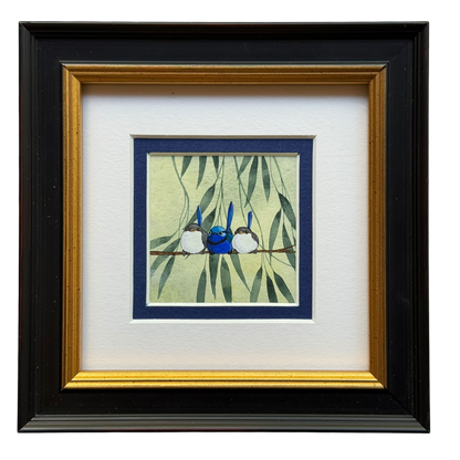 Splendid Fairy Wren Trio 2026