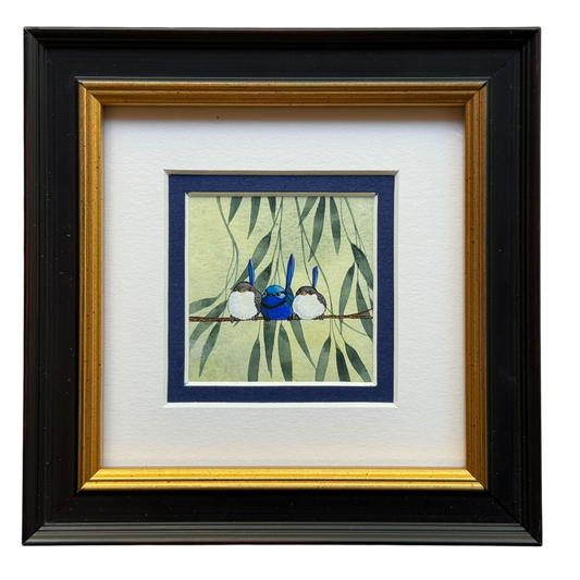 Splendid Fairy Wren Trio 2026