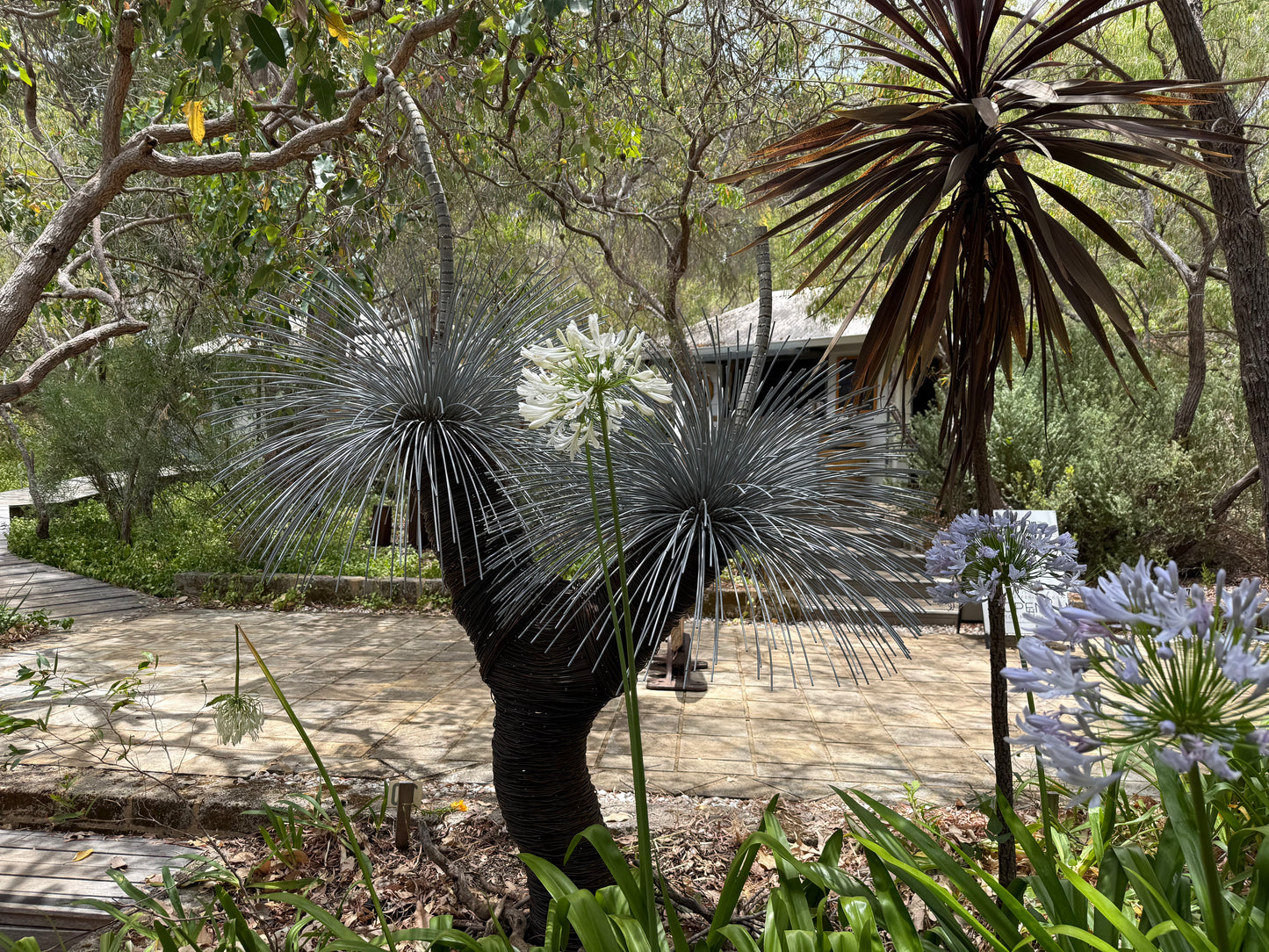 Grass Tree XIII