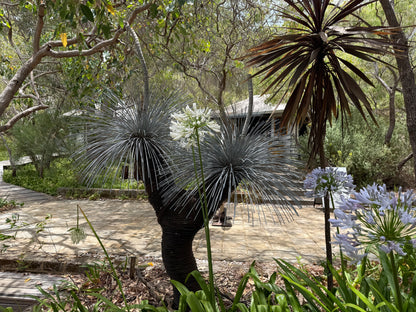 Grass Tree XIII