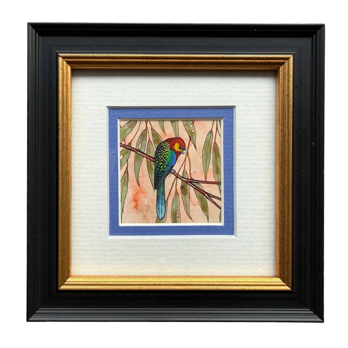 Western Rosella - Blue, Spring 2026