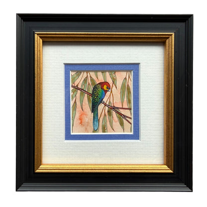 Western Rosella - Blue, Spring 2026