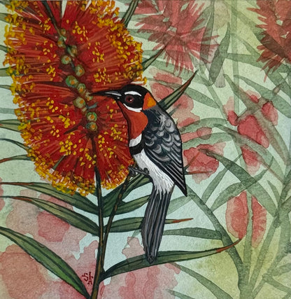 Western Spinebill 2026