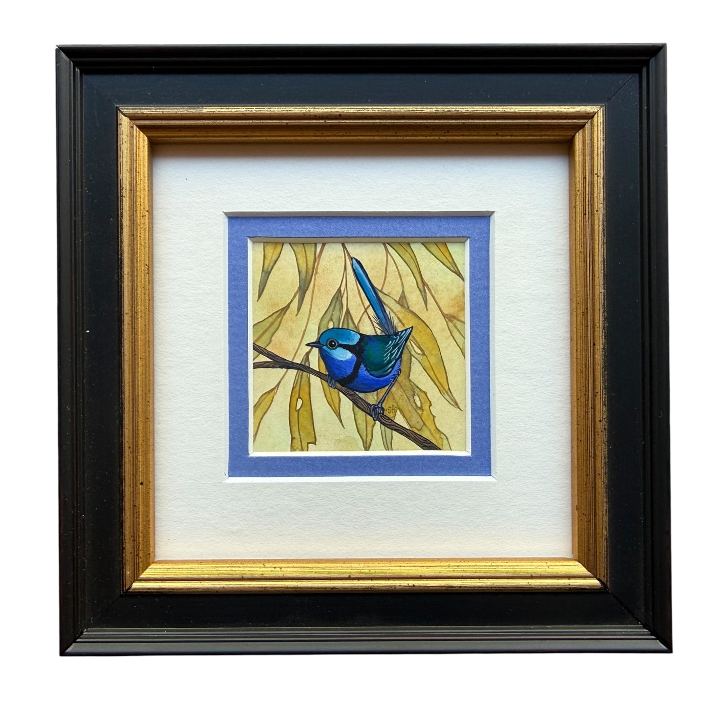Splendid Fairy Wren Autumn 2026