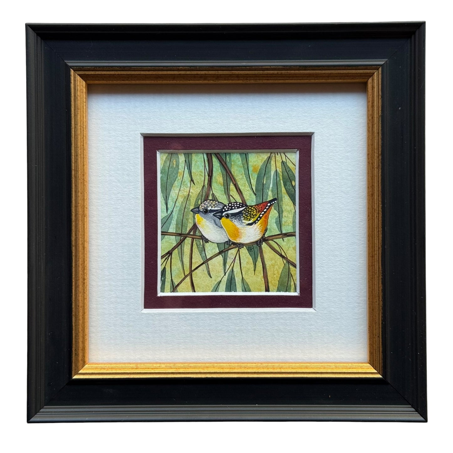 Spotted Pardalote Duo - Burgandy 2026