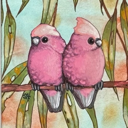2 Galah, Spring 2026